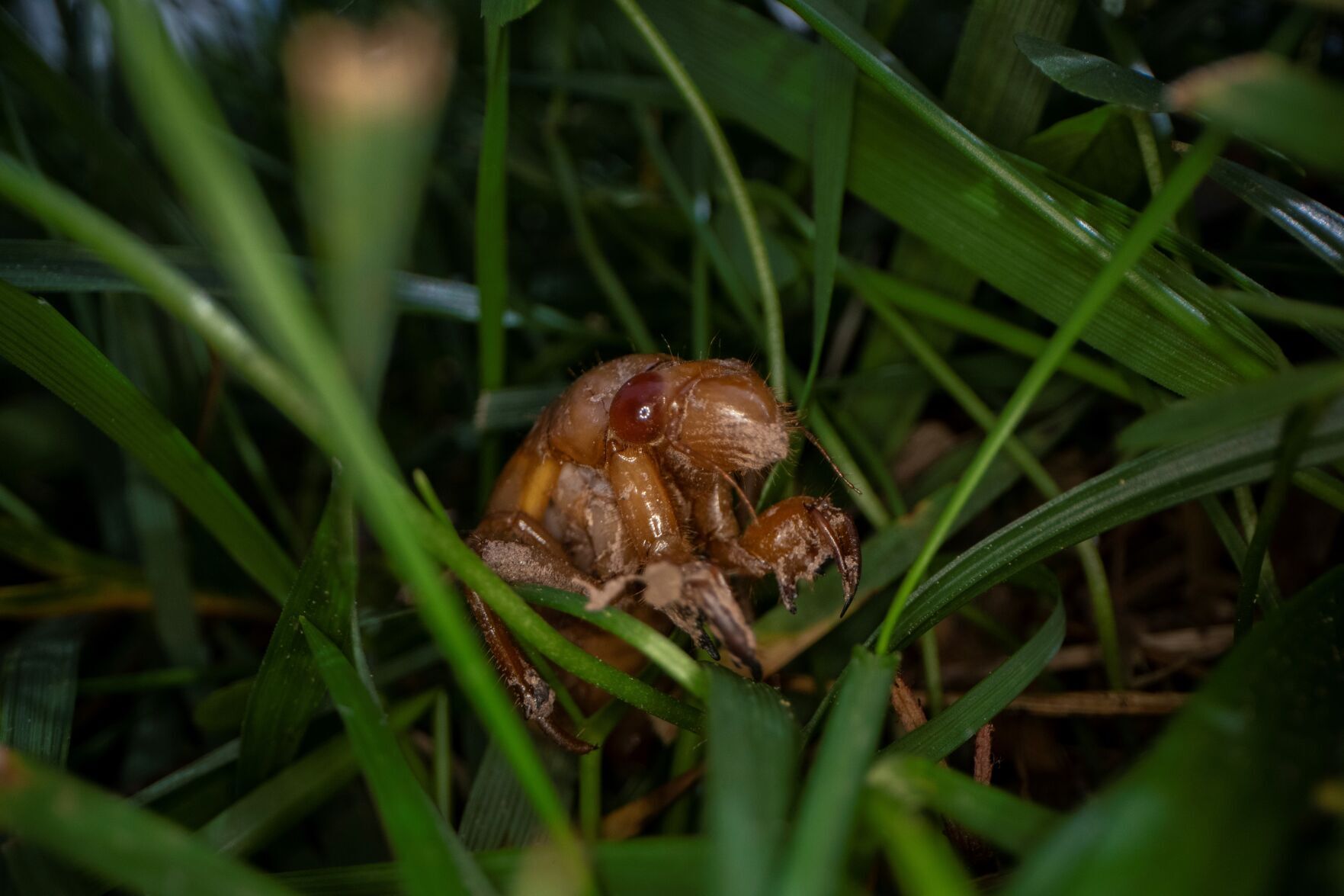 Cicada Invasion